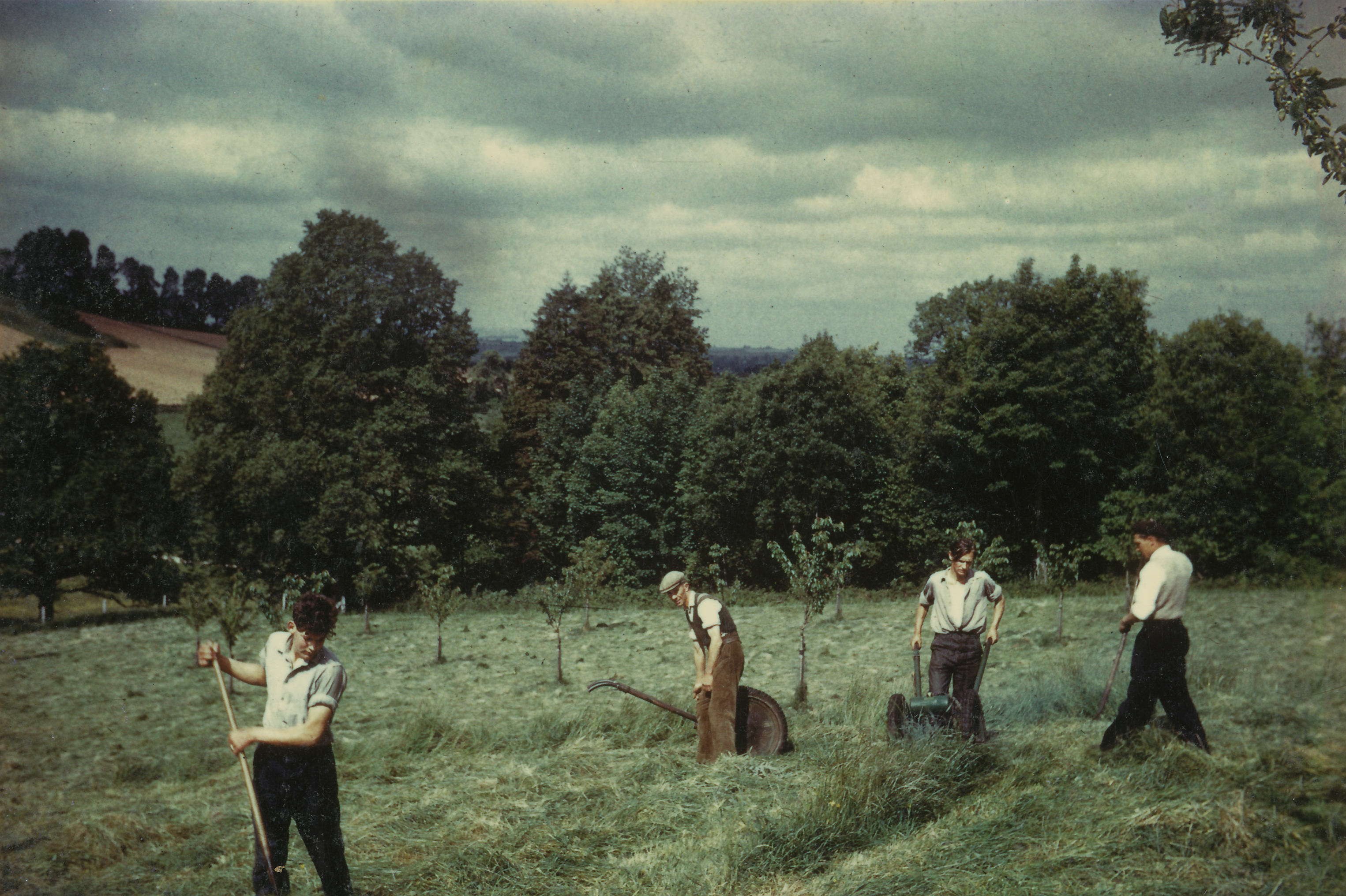 Hay making in the orchard
